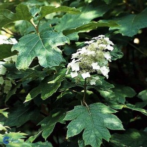 Egebladet hortensia (Hydrangea quercifolia) - Buske i 5 liters potte