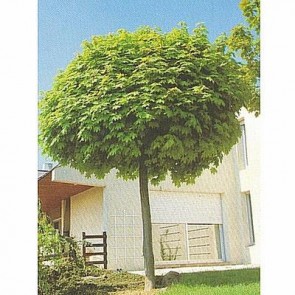 Kugleformet spidsløn (Acer platanoides 'Globosum') - Podet træ på 150 cm stamme