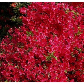 'Morgenrot' (Rhododendron 'Morgenrot') - Buske i 5 liters potte 30-40 cm