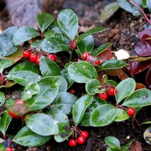 Nedliggende bjerg-te (Gaultheria procumbens) - I potte