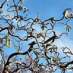 Troldhassel (Corylus avellana 'Contorta') - Co buske 50-60