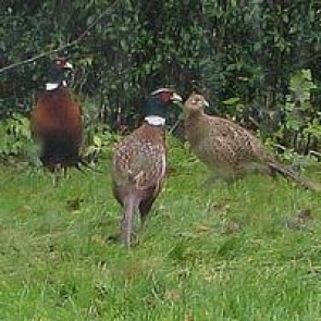 Fuglekirsebær (Prunus avium) - 30-50 cm. for 10 stk.