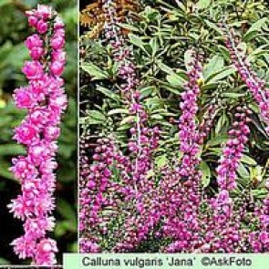 Efterårslyng (Calluna vulgaris 'Jana') - CO