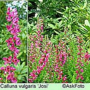 Efterårslyng (Calluna vulgaris 'Josi') - CO