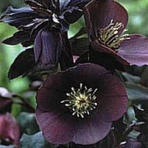 Julerose (Helleborus hybr. 'Blue Lady')