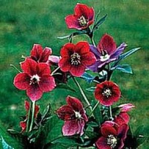 Julerose (Helleborus hybr. 'Red Lady') - Staude i 1 liter potte