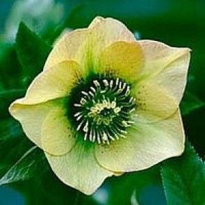 Julerose (Helleborus hybr. 'Yellow Lady') - Staude i 1 liter potte