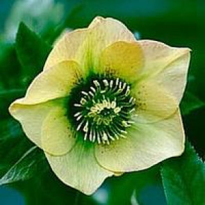 Julerose (Helleborus hybr. 'Yellow Lady')