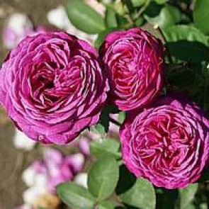 Buketrose  (Rosa 'Heidi Klum'®) - Buketrose i 4 l potte