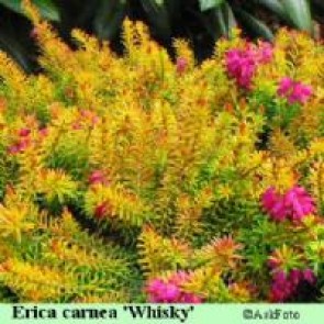 Forårslyng (Erica carnea 'Whisky') - P 10,5