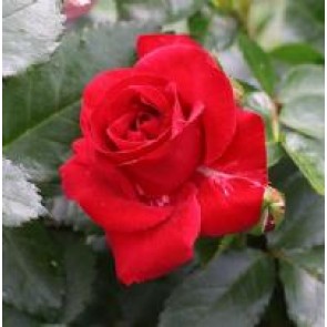 Buketrose (Rosa 'Allotria') - Buketrose i 4 l potte
