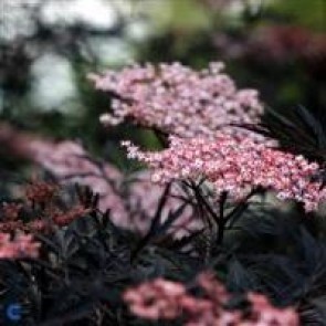 Rødbladet hyld `(Sambucus nigra 'Black Lace')  - Buske i 5 liters potte