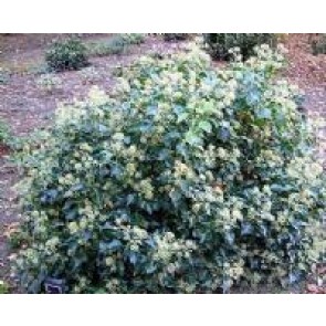 Buskvedbend (Hedera helix 'Arborescens') - CO buske