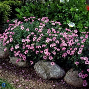 Storkenæb (Geranium cinereum 'Ballerina') - Staude i 10 x 10 cm potte