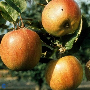 Æble 'Belle de boskoop' , middelvoksende - 3 års træ i potte 150-200 cm