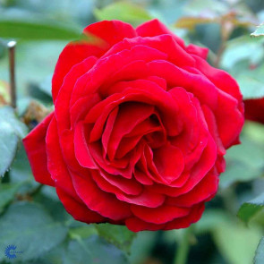 Storblomstret rose (Rosa 'Leonora Christine')