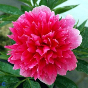 Bonderose (Paeonia officinalis 'Rosea Plena') - Staude i 2 liter potte