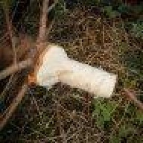 Tilspidsning af juletræ