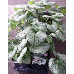 Kærmindesøster 'Jack Frost' (Brunnera macrophylla 'Jack Frost') - Staude i 1 liter potte