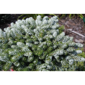 Koreagran (Abies koreana 'Icebreaker'') - 2 liter potte 15-20 cm