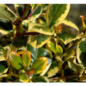 Kristtorn (Ilex aquifolium 'Golden King') - Busk i 3,5 liter potte 30-40 cm