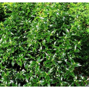 Kristtorn (Ilex aquifolium 'Schrams') - Busk i 3,5 liter potte 30-40 cm