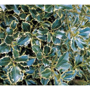 Kristtorn (Ilex aquifolium 'Silver Queen') - Busk i 3,5 liter potte 30-40 cm