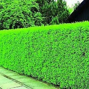 Sommerhæk; Liguster (Ligustrum vulgare 'Liga') +40 (40 cm)  i 12 stk.'s bakker