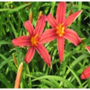 Daglilje (Hemerocallis hybr. 'Crimson Pirate') - Staude i 2 liter potte 