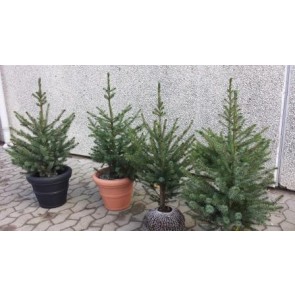 Serbisk gran (Picea omorika) - Potte 60-80 cm