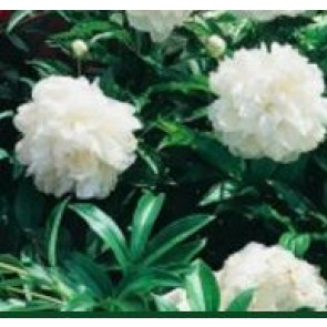 Silkepæon (Paeonia lact. 'Shirley Temple') - Staude i 2 liter potte - Sælges kun i pakke á 3 stk.