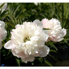 Bonderose (Paeonia officinalis 'Alba Plena')