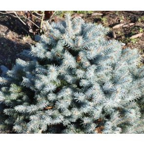 Podet blågran (Picea pungens 'Glauca Globosa') - 2 liter potte 15-20 cm
