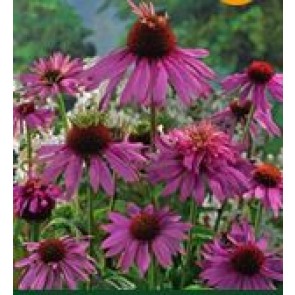 Purpursolhat (Echinacea purpurea 'Doubledecker') - Staude i 10 x 10 cm potte