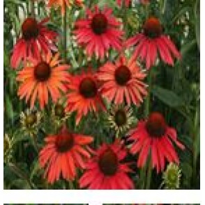 Purpursolhat (Echinacea purpurea 'Hot Summer') - Staude i 1 liter potte - Sælges kun i pakke á 3 stk.