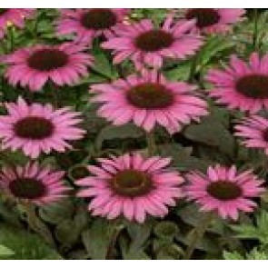 Purpursolhat Echinacea purpurea 'Little Magnus') - Staude i 1 liter potte 