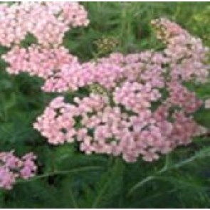 Røllike (Achillea millefolium 'Apfelblüte') - Staude i 1 liter potte