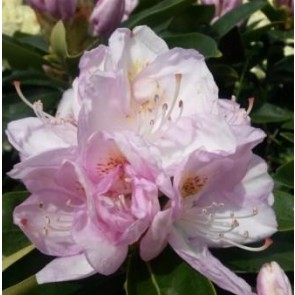 'Gomer Waterer'  (Rhododendron 'Gomer Waterer')  - Buske i 5 liters potte 30-40 cm