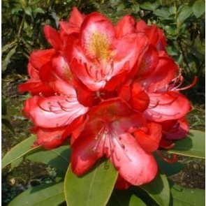 'Junifeuer'  (Rhododendron  'Junifeuer')  - Buske i 5 liters potte 30-40 cm