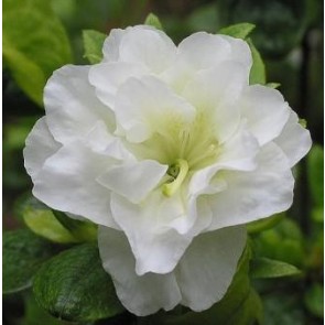 'Schneeperle' (Rhododendron 'Schneeperle') - Buske i 2 liters potte 20-25 cm