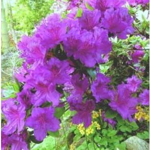 'Königstein' (Rhododendron 'Königstein') - Buske i 2 liters potte 20-25 cm