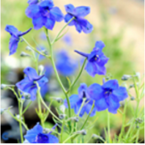 Ridderspore (Delphinium grandiflorum 'Blauer Zwerg') - Staude i 1 liter potte - Sælges kun i pakke á 3 stk.