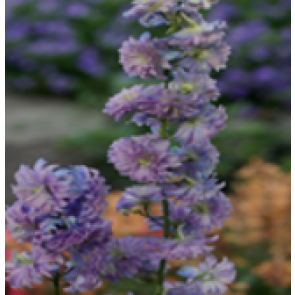 Ridderspore (Delphinium hybr. 'Moonlight') - Staude i 1 liter potte - Sælges kun i pakke á 3 stk.