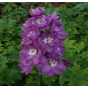 Ridderspore (Delphinium pacific 'Magic Fountain' lilla) - Staude i 1 liter potte