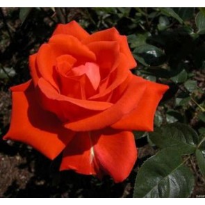 Storblomstret rose (Rosa  'Alexander') - Storblomstret rose i 4 l potte