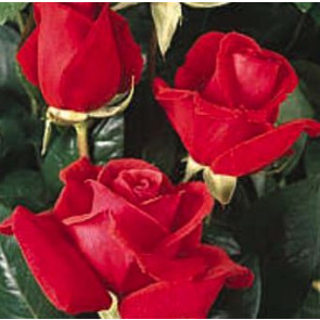 Storblomstret rose (Rosa 'Rainy Day') - Barrodet A-kval. - Sælges kun i bundter a 5 stk
