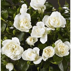 Buketrose (Rosa 'Kailani' Palace)  - Barrodsrose - A-kval. Sælges kun i bundter a 5 stk