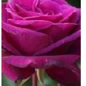 Storblomstret rose (Rosa 'Blackberry Nip') - Storblomstret rose i 4 l potte