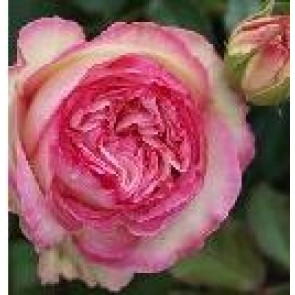 Slyngrose ()Rosa 'Willestrup')  - Slyngrose i 4 l potte