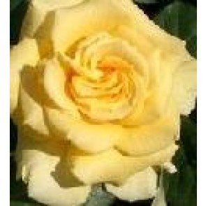 Storblomstret rose (Rosa 'Wonderful' - Storblomstret rose i 4 l potte
